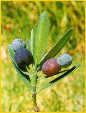    ( Podocarpus latifolius )