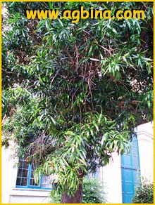   ( Podocarpus neriifolius )