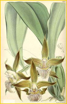   ( Zygopetalum grandiflorum / Galeottia grandiflora ) Curtis's Botanical Magazine, 1866