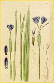   ( Ferraria / Gelasine elongata ) Curtis's Botanical Magazine