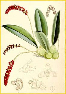   ( Bulbophyllum / Genyorchis pumila ) Curtis's Botanical Magazine, 1862
