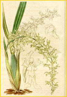   ( Odontoglossum / Gomesa barkeri ) Curtis's Botanical Magazine, 1836