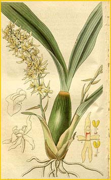   ( Odontoglossum / Gomesa foliosa ) Curtis's Botanical Magazine, 1827