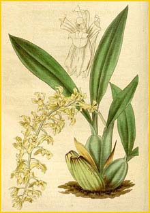   ( Odontoglossum / Gomesa planifolia ) Curtis's Botanical Magazine, 1836