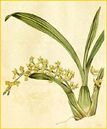  ( Odontoglossum / Gomesa recurva ) Curtis's Botanical Magazine, 1815