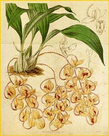   ( Maxillaria / Gongora galeata ) Curtis's Botanical Magazine, 1837