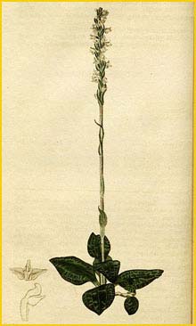   ( Goodyera pubescens / Peramium pubescens / Neottia pubescens ) Curtis's Botanical Magazine, 1825