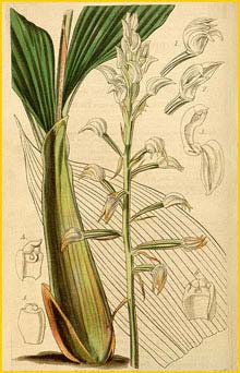   ( Cymbidium / Govenia utriculata ) Curtis's Botanical Magazine, 1845