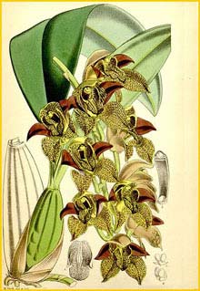   ( Cymbidium / Grammatophyllum stapeliiflorum ) Curtis's Botanical Magazine, 1867