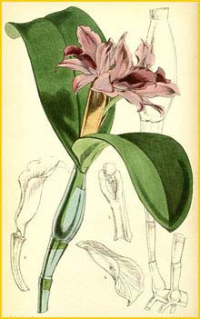   ( Cattleya / Guarianthe patinii ) Curtis's Botanical Magazine, 1856