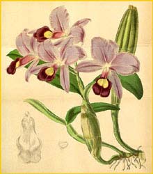   ( Cattleya / Guarianthe skinneri ) Curtis's Botanical Magazine, 1846