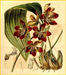   ( Maxillaria / Houlletia brocklehurstiana ) Curtis's Botanical Magazine, 1844