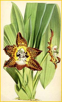   ( Huntleya burtii / meleagris ) Curtis's Botanical Magazine, 1872