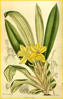  - ( Huntleya citrina ) Curtis's Botanical Magazine