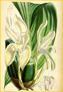   .  ( Lycaste barringtoniae var. grandiflora / Ida rikii ) Curtis's Botanical Magazine, 1868