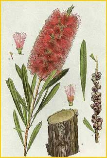   ( Callistemon citrinus ) "The Flowering Plants and Ferns of New South Wales" J. H. Maiden artist: Edward Minchen 