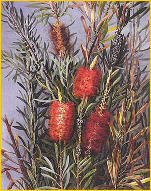  - ( Callistemon phoeniceus ) from the collection of the Art Gallery of Western Australia  Elis Rowan 