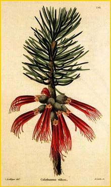   ( Calothamnus villosus ) from: ' Botanical Cabinet'  by: C.Loddiges (1817)