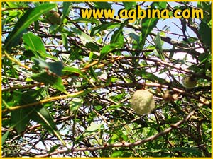    ( Prunus / Amygdalis ledebouriana )