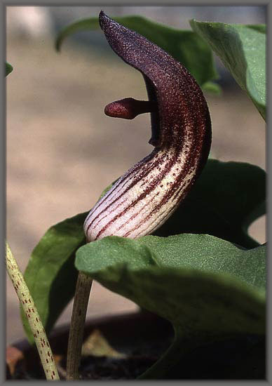   . ( Arisarum vulgare var. simorrhinum )