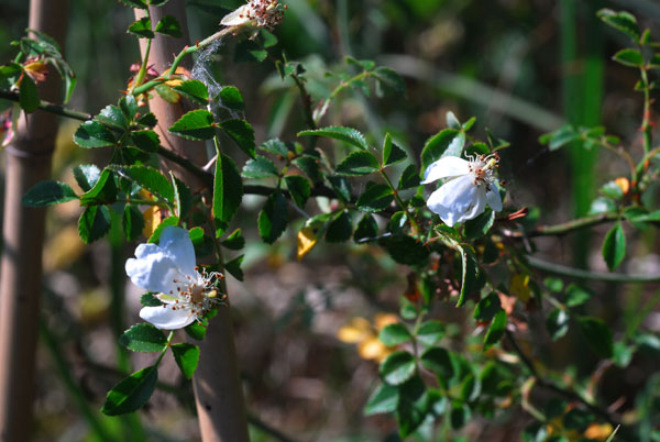   ( Rosa acicularis var. nipponensis )