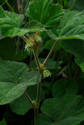   ( Rubus alceifolius )
