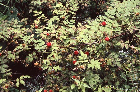   ( Rubus amabilis )