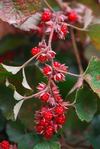   ( Rubus buergeri )
