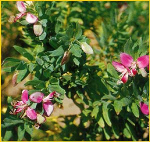   ( Polygala myrtifolia )