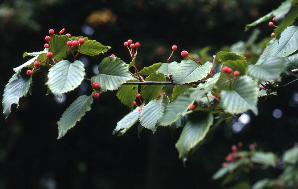   ( Sorbus alnifolia )