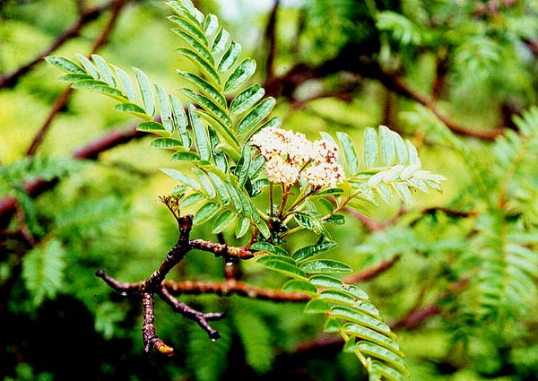   ( Sorbus arachnoidea )