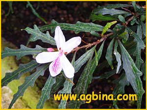     ( Pseuderanthemum sinuatum / Eranthemum cooperi / sinuatum )
