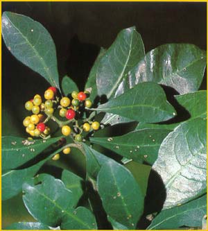    ( Psychotria capensis )