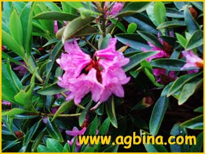   ( Rhododendron hirsutum )