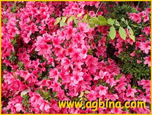   /   ( Rhododendron indicum )