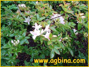   ( Rhododendron arborescens )