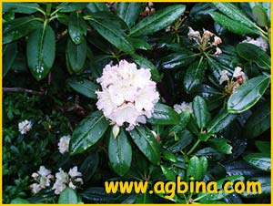   /  ( Rhododendron brachycarpum / fauriei )
