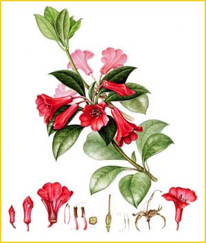  ( Rhododendron viriosum ) artist Anne O'Connor 