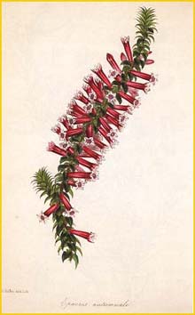   ( Epacris autumnale ) from: 'Magazine of Botany' (1844)  artist: Samuel Holden