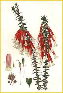   ( Epacris longiflora ) "The Flowering Plants and Ferns of New South Wales" J. H. Maiden artist: Edward Minchen 