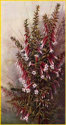   ( Epacris longiflora ) from: booklet 'Our Flowers' (1920) artist: Neville Cayley 