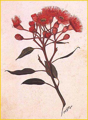  ( Eucalyptus ficifolia ) from: the collection of the Art Gallery of Western Australia artist: May Gibbs