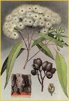    ( Eucalyptus gummifera ) "The Flowering Plants and Ferns of New South Wales" J. H. Maiden artist: Edward Minchen 