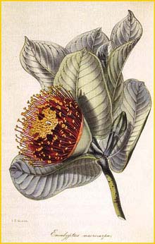   ( Eucalyptus macrocarpa ) from: 'Magazine of Botany' (1844)  artist: Samuel Holden 