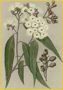   ( Eucalyptus maculata ) "The Flowering Plants and Ferns of New South Wales" J. H. Maiden artist: Edward Minchen