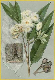   ( Eucalyptus robusta ) 