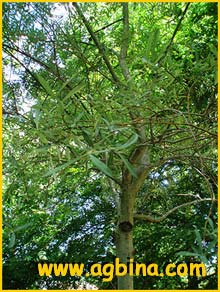  ( Salix elaeagnos )