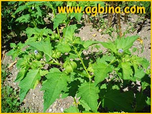   .  ( Solanum nigrum ssp. schultesii )