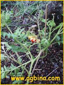   ( Solanum sisymbriifolium )
