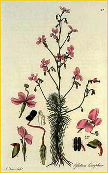    ( Stylidium laricifolium ) from: 'Exotic Flora' by: William Jackson Hooker (1823) 